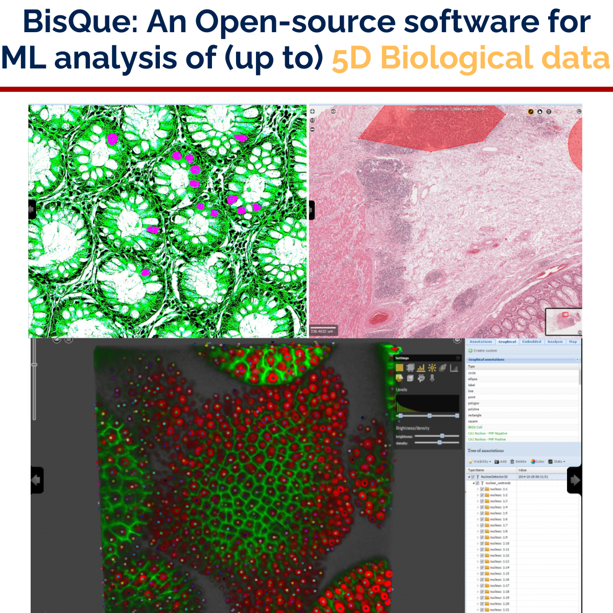 BisQue open-source ML platform for microscopy image analysis — browser-based interface showing fluorescence microscopy with automated nuclear detection, H&E histopathology tissue section, and graphical annotation tools for 5D biological data. Machine learning modules for segmentation and classification. Free, NSF-funded, supports 100+ image formats. Boris Louis microscopy AI tools open science.